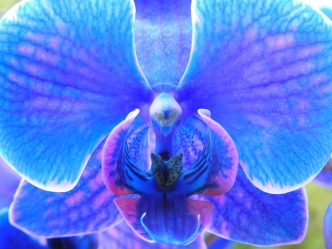 Purple Orchid Flower - Macro #4